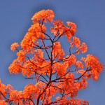 pinktree pink tree
