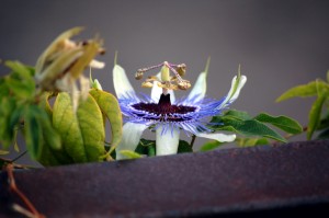 passionflower passionflower